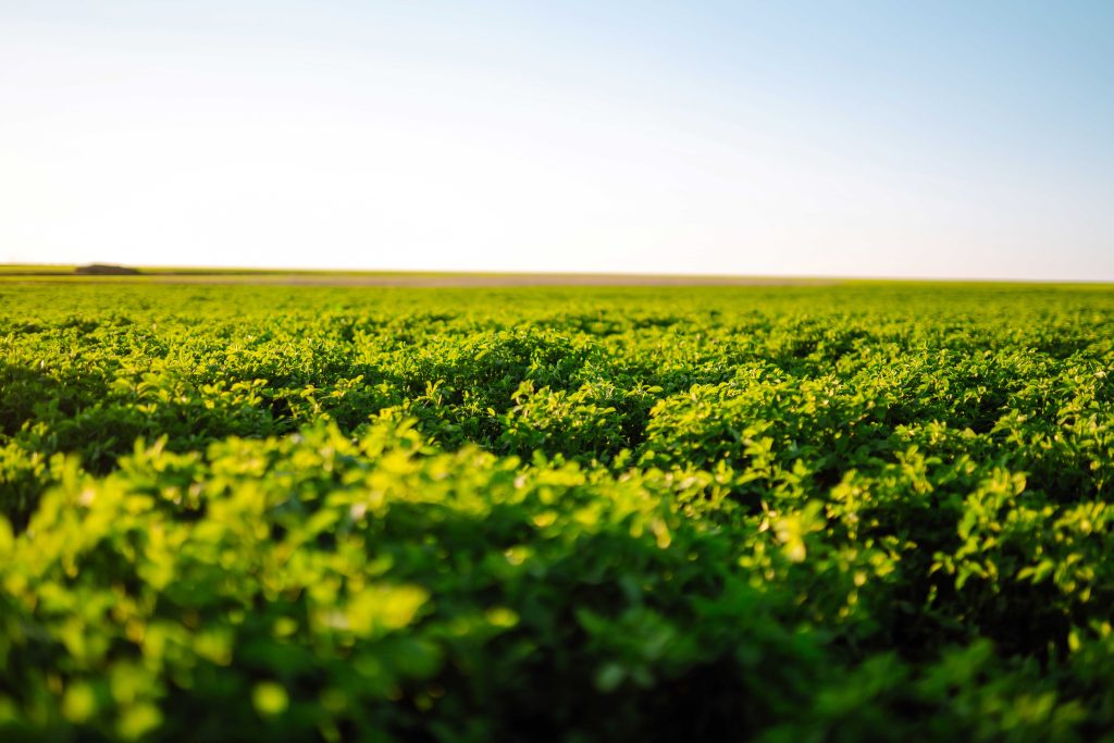 Alfalfa field in spring