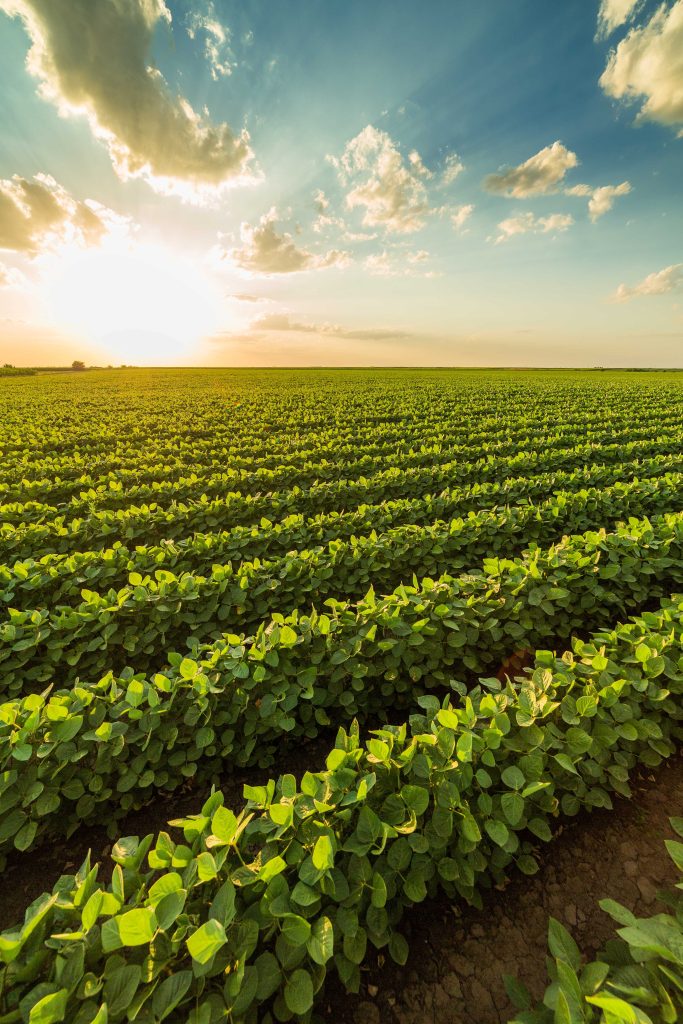 Ripening Soybean Field